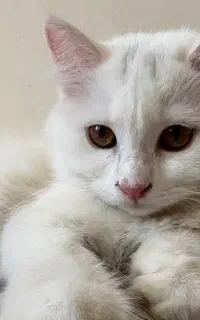 بچه گربه پرشین