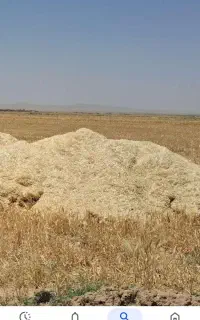 کاه جو