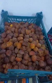 رطب برحی