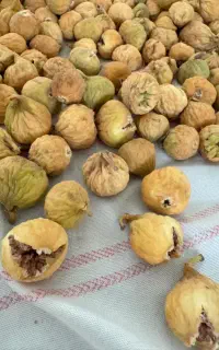 انجیر درجه یک