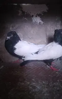 جفت سینه سیاه کلایی