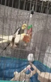 طوطی