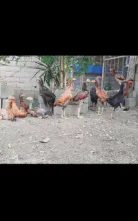 لاری نژاد خوب