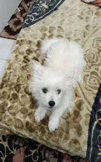 سگ پامر