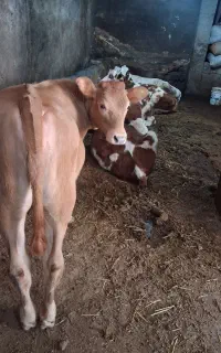 گوساله