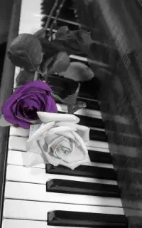 موزیک زنده مجالس و رستوران