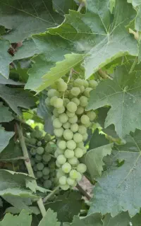 غوره عسگری و آبغوره