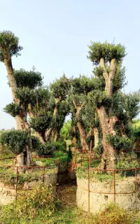 درخت زیتون بنسای