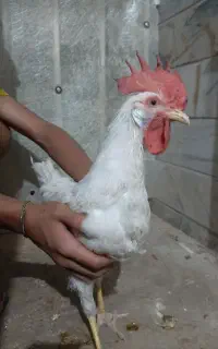 خروس زیبا