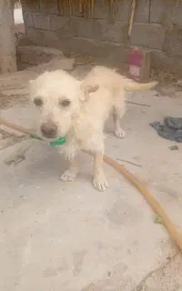 سگ پاکوتاه