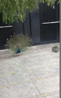 یک عدد طاووس نر بالغ هندی بسیار زیبا