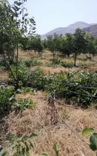 چوب گردو برای خواب انگور