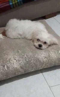 واگذاری سگ شیتزو عروسکی ۷ ماهه