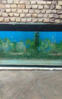 آکواریوم قیمت مناسب