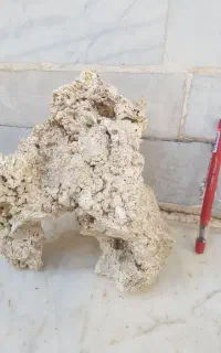 لایو راک آب شور