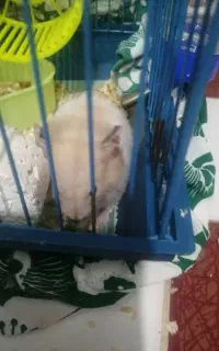 فروش همستر خانگی با قفس وسایلش