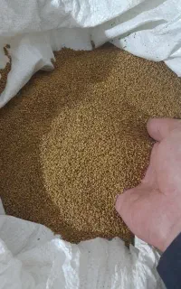 بذر یونجه