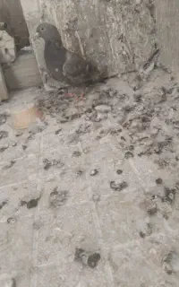کفتر مشکی