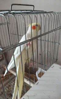عروس مولد