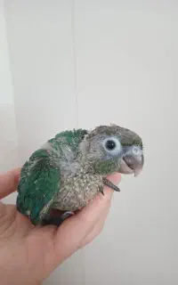 طوطی