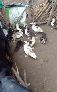 بزرگ‌ها۵۰۰ کوچیک ۳۰۰