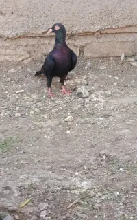 کبوتر