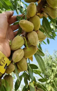 تولید نهال بادام پیوندی شکوفه دیوان دره با فاکتور
