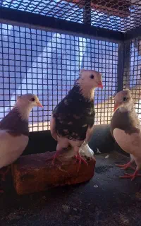 کبوتر طوقی آس