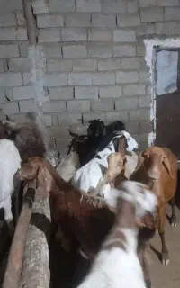 ۸تا بز بسیار شیری گوسفند