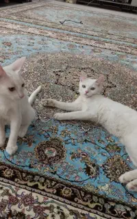 گربه وان