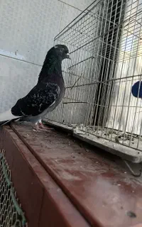 یه جفت کفتر پرشی بشرط
