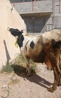 گاو اوغرساغ