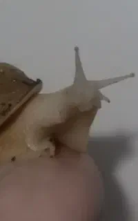 دو حلزون آلبینو بزرگ