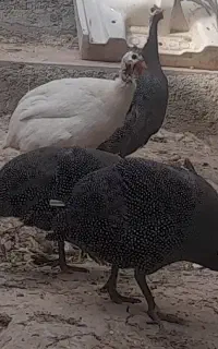 مرغ شاخدار