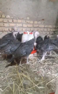 بوغلمون
