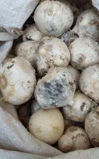 موسیر
