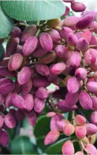 درخت پسته ده ساله ۵۰کیلو پسته داد