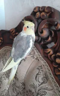عروس سخنگو