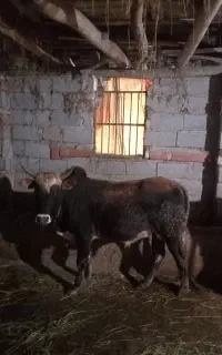 فروش ۲عدد گوساله نر