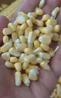 ذرت دون شده مرغوب