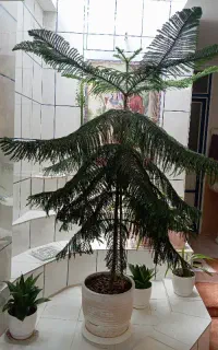 گل کاج مطبق