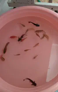 ماهی گوشتخوار