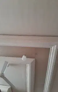 بلیت
