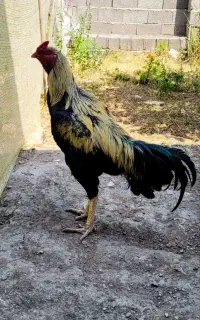 خروس لاری و غاز