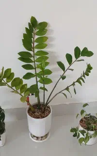 گل وگیاه