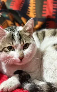 گربه گمشده