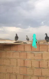 کفتر