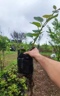 نهال کیوی هایوارد پایه خیاری