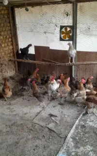 فروش مرغ و خروس محلی