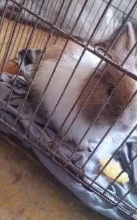 خرگوش کوچولو